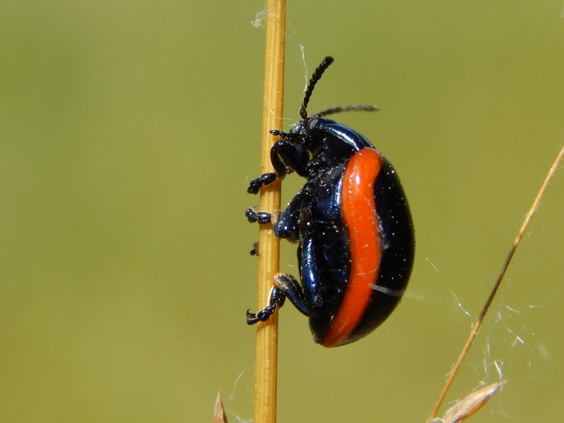 Chrysolina rossia